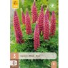 LUPINUS RED 3 ks