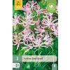 NERINE BOWDENII 3 ks