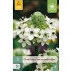 ORNITHOGALUM SAUNDERSIAE 1 ks