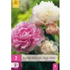 Pivoňka PINK - WHITE 2 ks