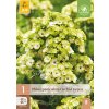 PHLOX PANICULATA ORCHID GREEN 1 ks