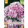 PHLOX PANICULATA SHERBET BLEND ® 1 ks