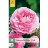 Pryskyřník PINK 10 ks