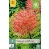 SCADOXUS MULTIFLORUS 1 ks