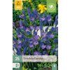 TRITELEIA CORRINA 25 ks