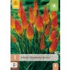 TRITOMA (KNIPHOFIA) ALCAZAR 1 ks