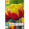 46093 42183 tulipan shell