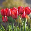 46201 46201 28775 1 red impression2