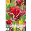 42702 tulipan seadov parrot