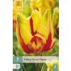 42771 tulipan texas flame