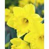 28061 narcis dutch master 5ks