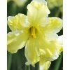 28049 narcis cassata 5ks