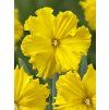 28073 narcis gold disc 5 ks