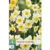 41724 narcis avalanche