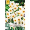 46573 41781 narcis geranium