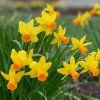 46609 28091 narcis jetfire 5 ks