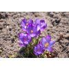 46639 28346 1 crocus