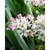 28187 allium cameleon