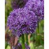 46708 28196 1 allium globemaster