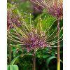 46741 28247 allium schubertii