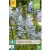 41592 ladonik cusickii