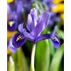 27923 1 iris reticulata harmony