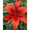 27980 lilium red county