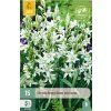 42156 snedek nutans