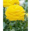 28277 1 ranunculus yellow