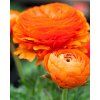 46990 28265 1 ranunculus orange