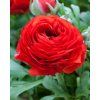 46996 28271 1 ranunculus red