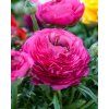 28268 1 ranunculus pink