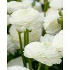 47002 28274 1 ranunculus white