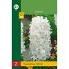 47257 41376 41376 41376 hyacint white