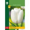 Tulipán Triumph White 5 ks