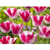 ChatGPT Image 8. 8. 2026 09 33 25