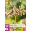 47554 41280 cesnek siculum