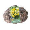 47653 41766 narcis double mix