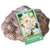 47662 42966 narcis botanical white