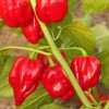 Paprika Habanero červená BIO