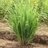 984 lemon grass 153021686shut 62c6125f dccd 4126 85c3 9af8823929d6