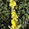 987 verbascum densiflorum bertol 1f
