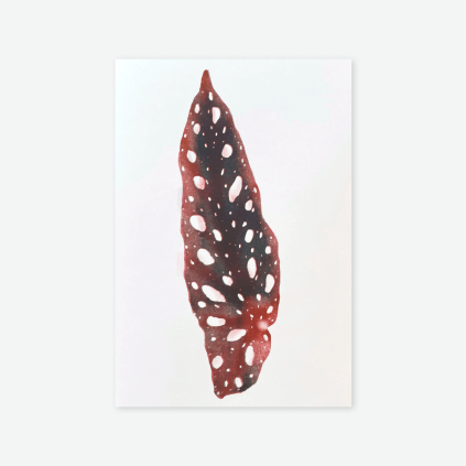 Print Riso Maculata