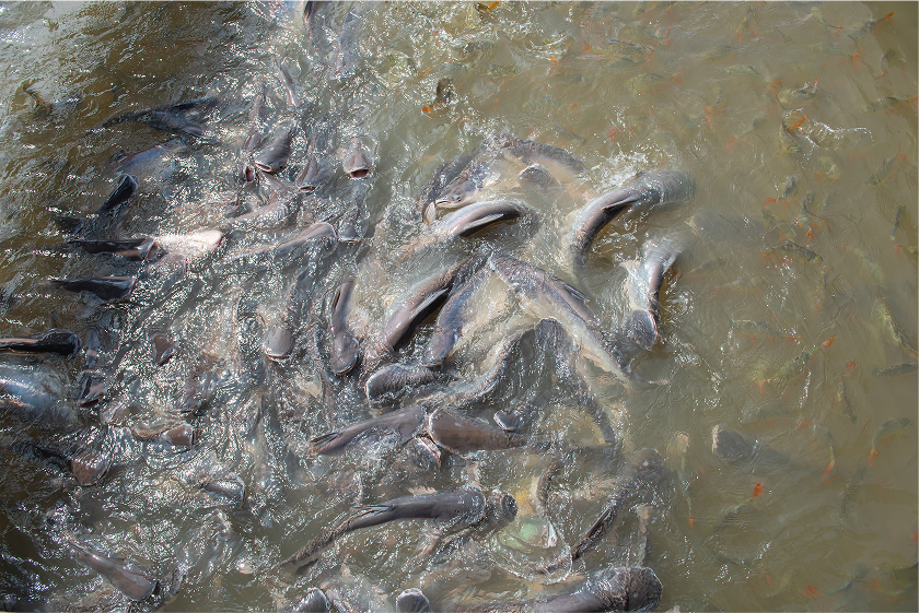 Pravda o Diamond Sumečkovi – DiamondFish Wiki