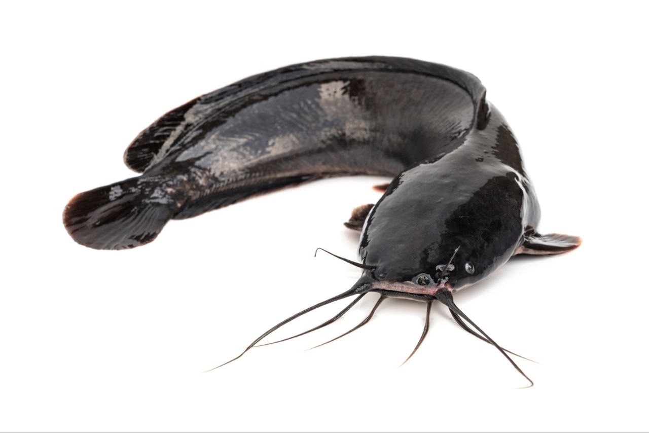 Diamondfish.eu ‑ Obchod s čerstvými rybami z rybí farmy Senica