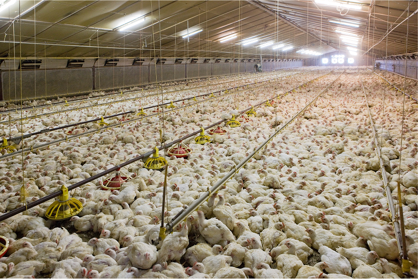 Pravda o drůbežím mase: Co vám v obchodě neřeknou