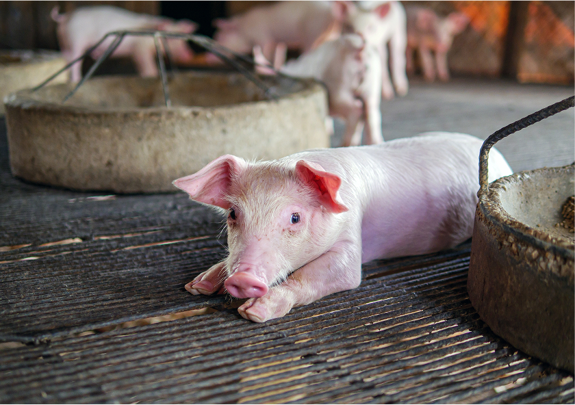 Pravda o vepřovém mase – DiamondFish Wiki