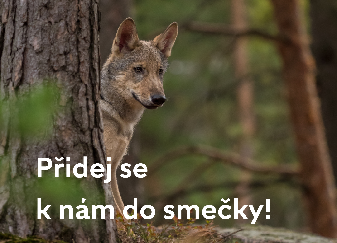 vlak eurasijský s popiskem