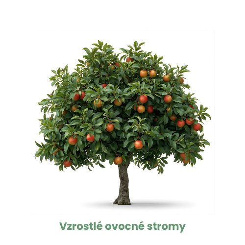 Vzrostlé ovocné stromy