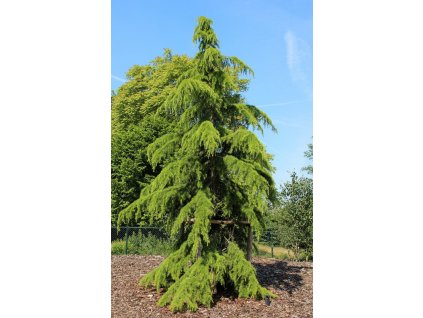 Cedrus deod. Aurea